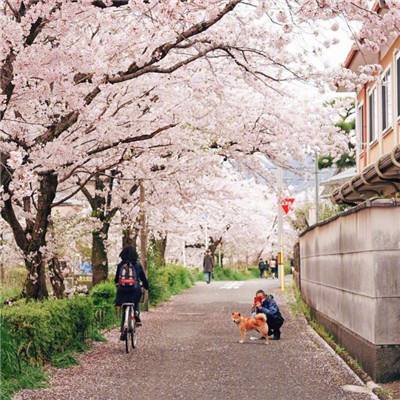 日本的大学女性教师和女学生人数创新高