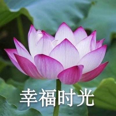 火星岩石上的豹纹