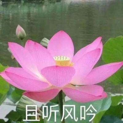 马上评｜添加显著标识，防止AI生成内容“鱼目混珠”